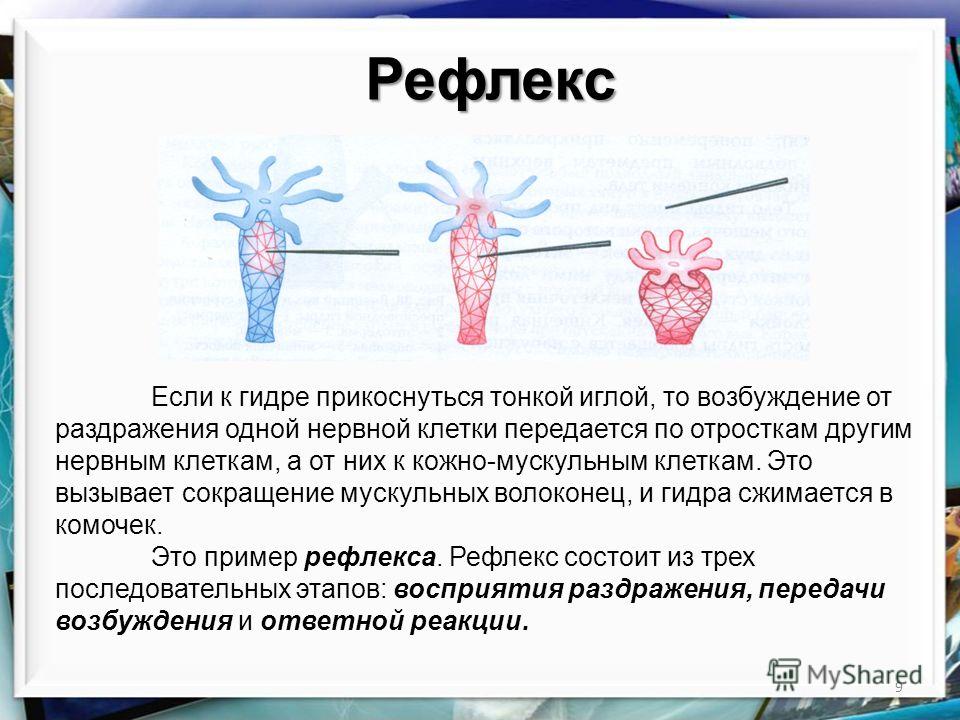 Кракен актуальная ссылка тор